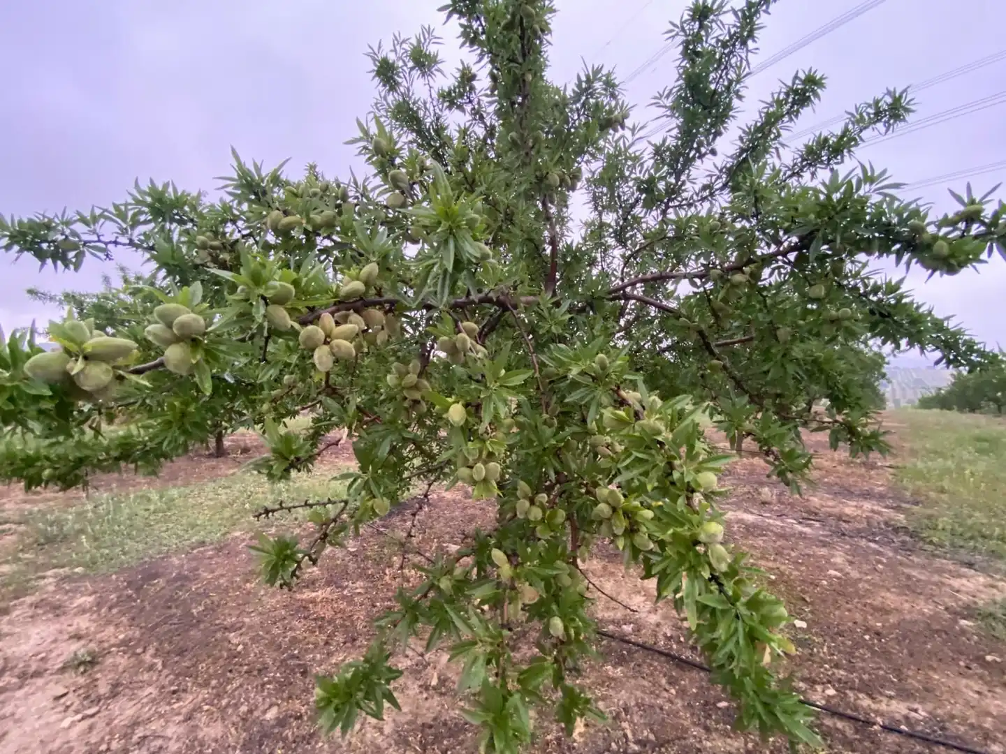 Terreni e lotti in vendita a Guadahortuna, imagen 20