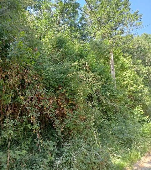 Foto 2 de Finca rústica en venta en Urbanització Riuclar, 37, Massanes, Girona