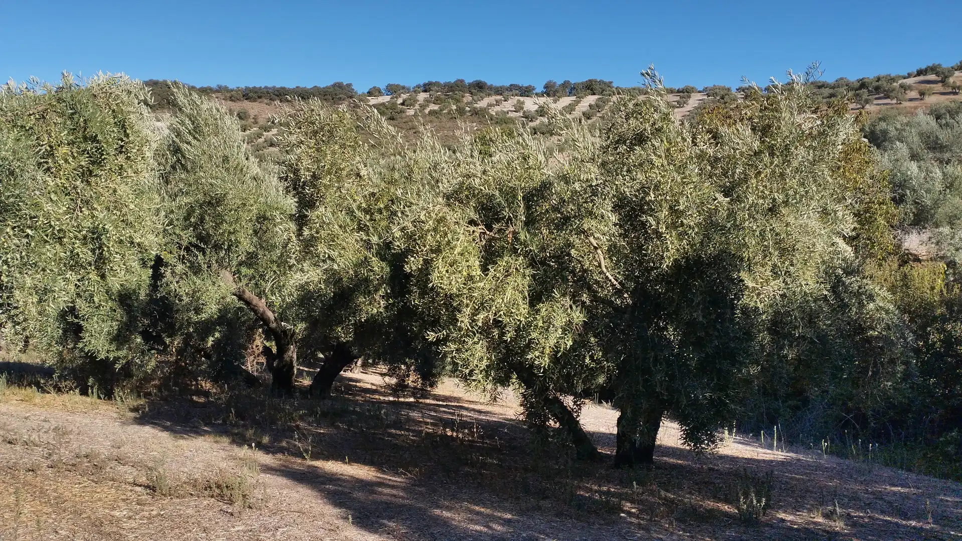 Land for sale in Cabra