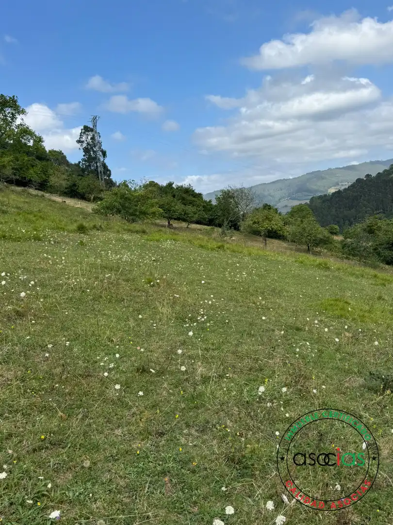 Terreny en venda en Villaviciosa