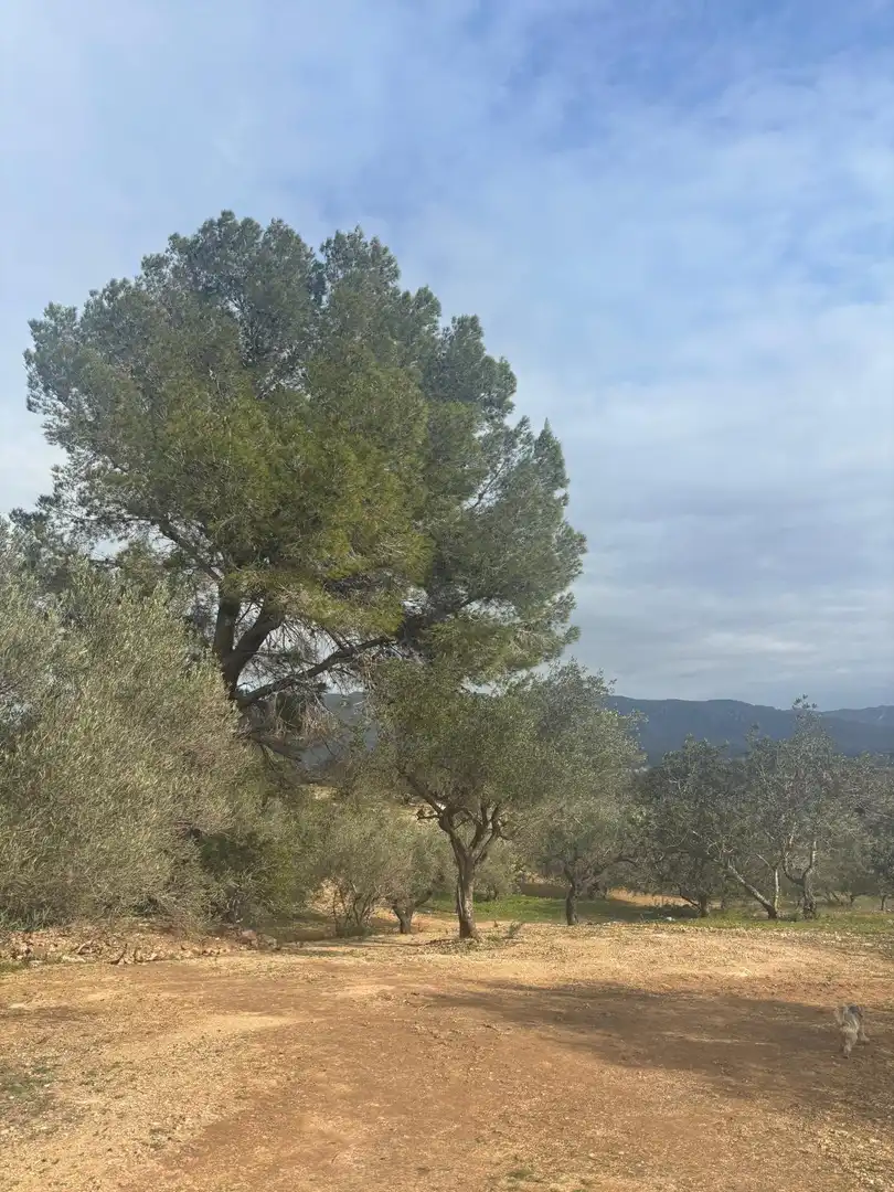 Terrain rustique à vendre à Xerta, imagen 5
