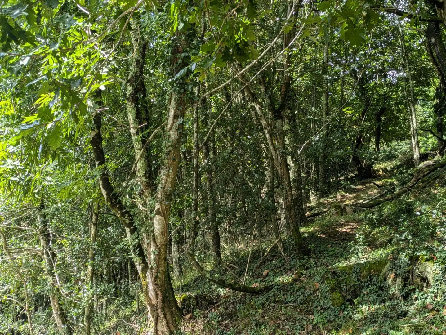 Geschaftsraum zum Verkauf in Vega de Pas