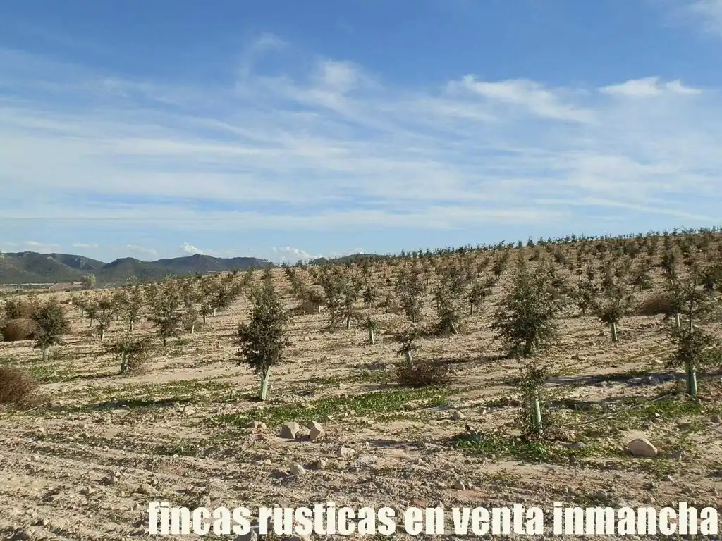 Rustikales Grundstück zum Verkauf in Jumilla, imagen 16
