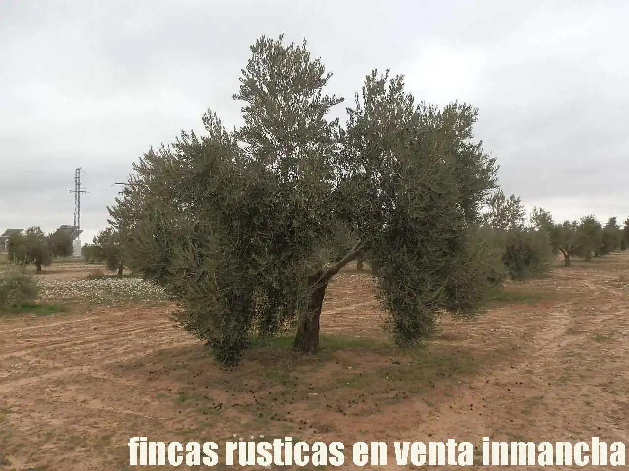 Terreno rustico in vendita a Campo de Criptana, imagen 16