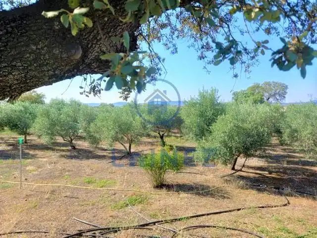 Rural land for sale in Fuente Obejuna, imagen 12