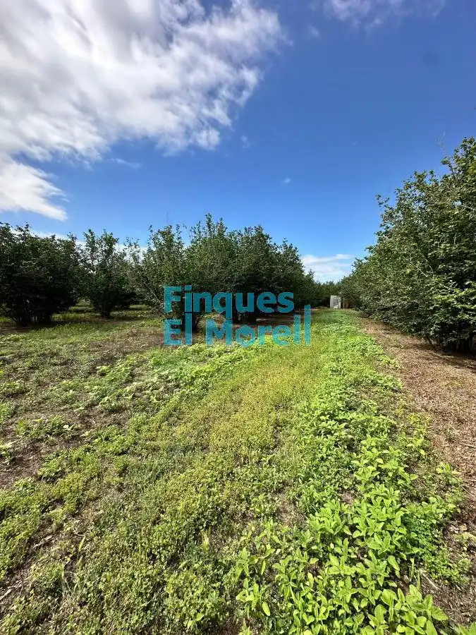 Finca rústica en venta en Vilallonga del Camp