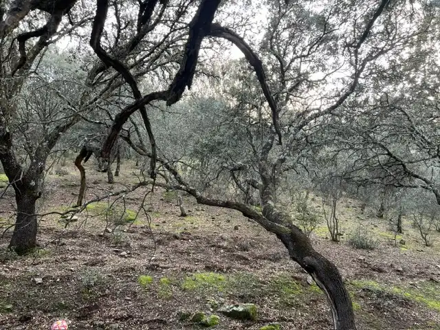 Terreno en venta en Almendral de la Cañada, Toledo