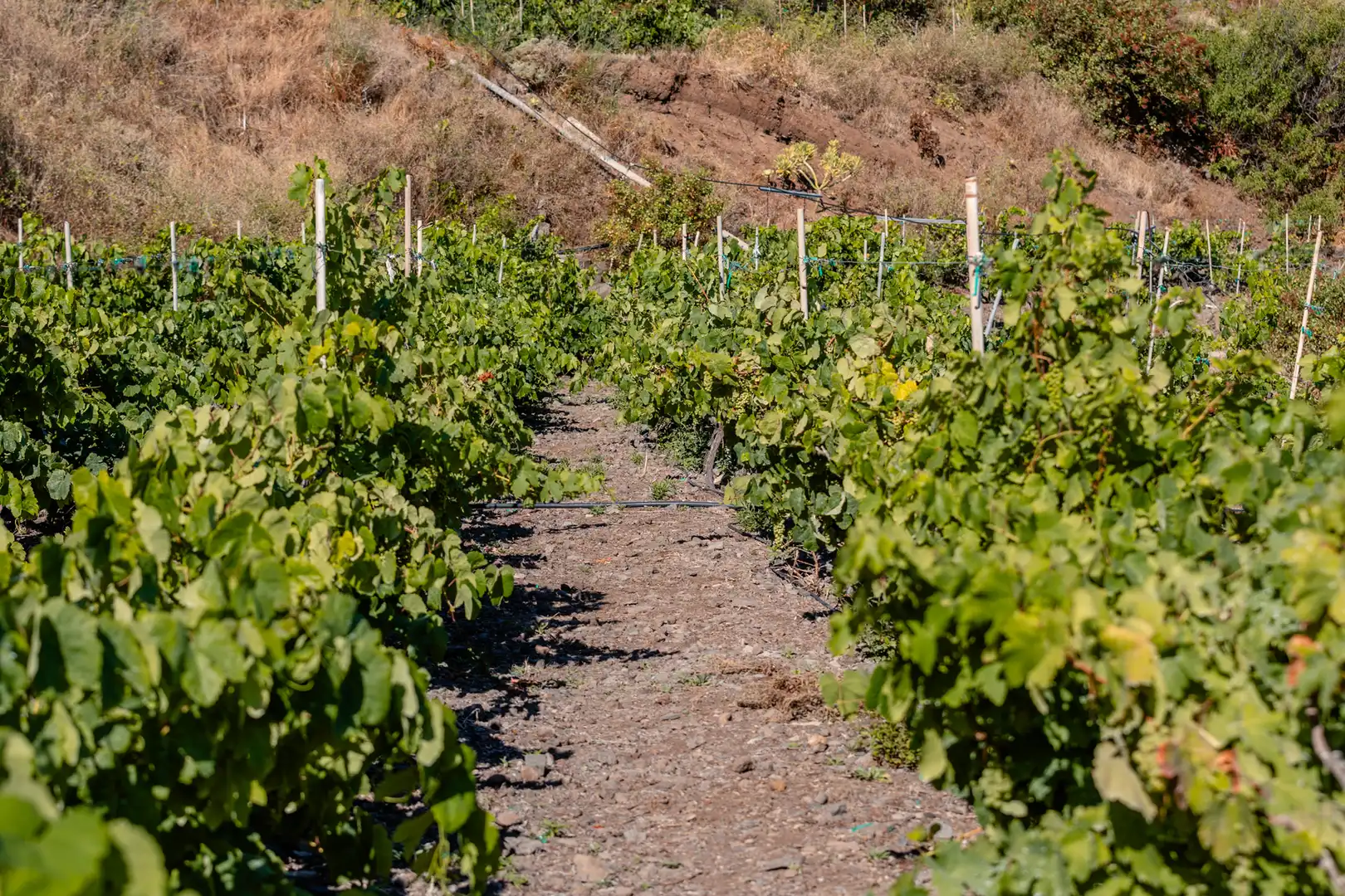 Vista exterior de Finca rústica en venta en Buenavista del Norte con Jardín privado, Terraza y Balcón