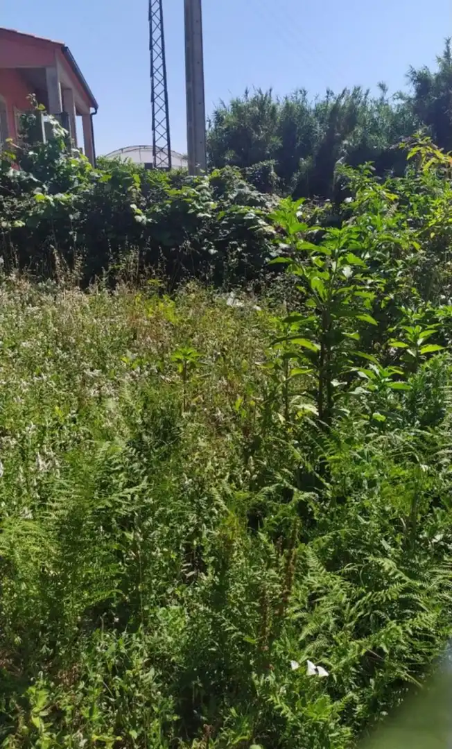 Terrenos y solares en venta en Sobradelo, imagen 5