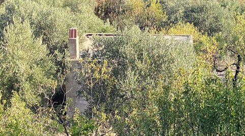 Un Paraíso Agrícola con Vistas de Ensueño Tu Oportunidad entre Olivos Centenarios