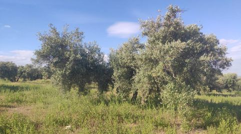 OLIVAR MARTEÑO DE CINCO FANEGAS Y MEDIA