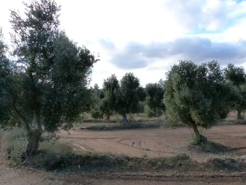 Finca rústica en venta en Valjunquera