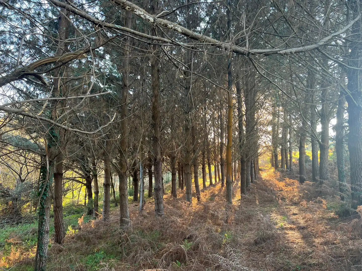 Terrenys i solars en venda a Sedes - Pedroso - Doso