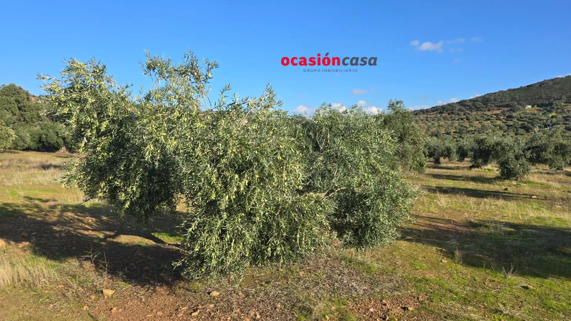 Wohnbaugrundstück zum Verkauf in La Granjuela, imagen 22