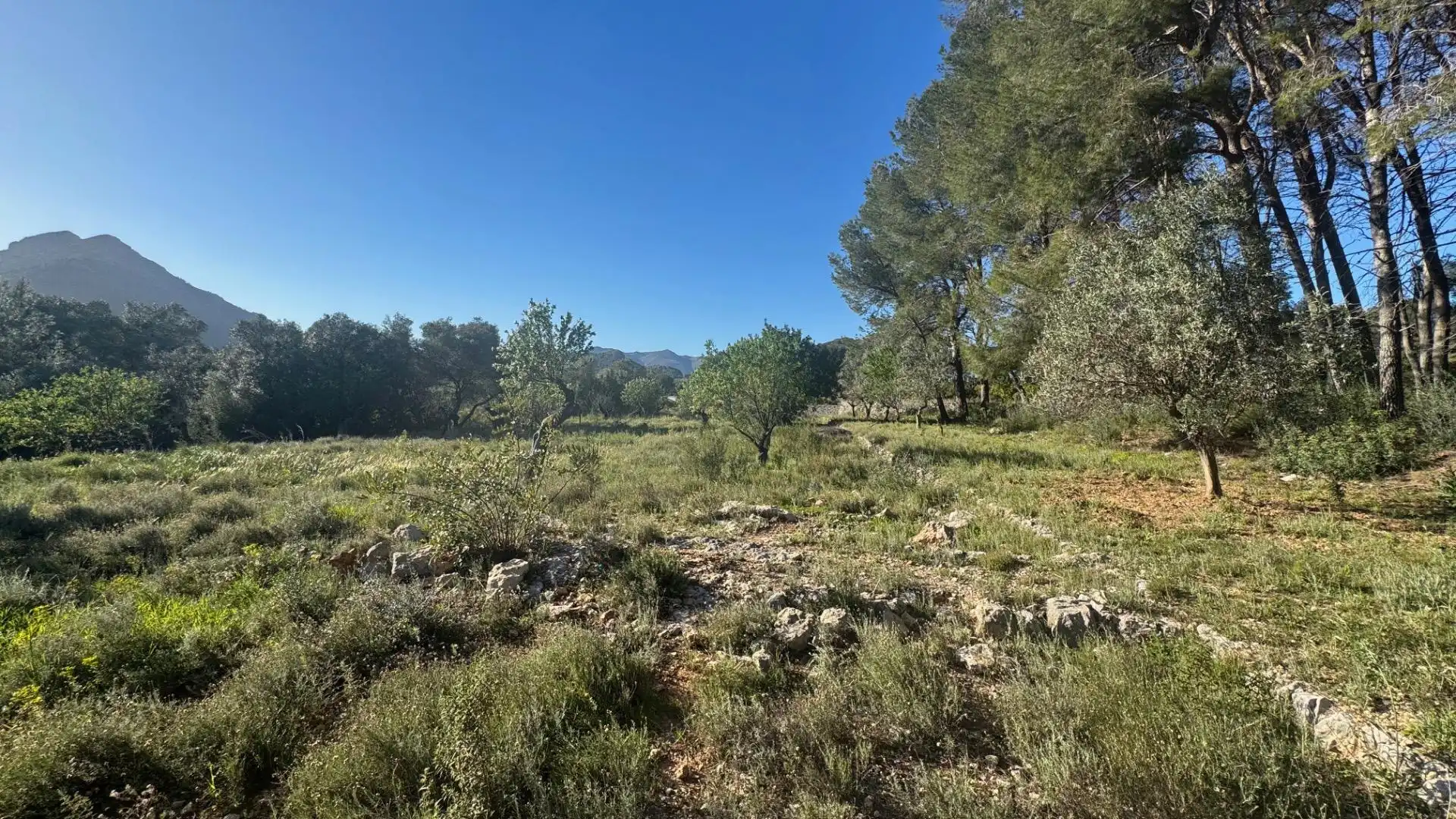 Terrenys i solars en venda a Murla, imagen 9