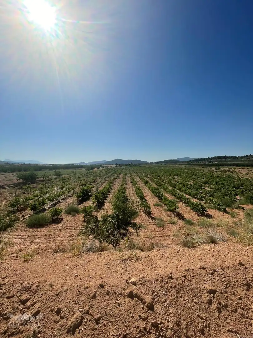 Terreno residencial en venta en El Pinós / Pinoso, imagen 8