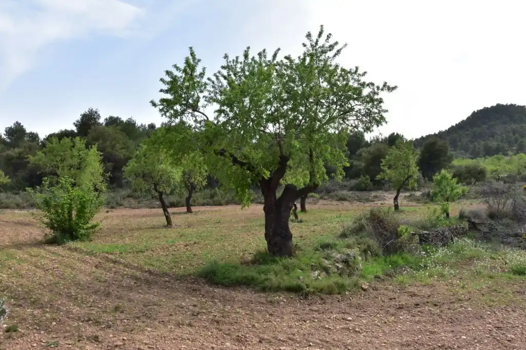 Country homes for sale in Ráfales