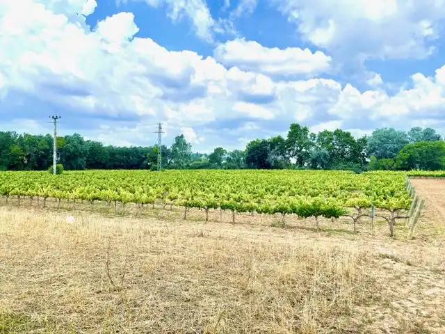 Terreny residencial en venda a Pacs del Penedès, imagen 12