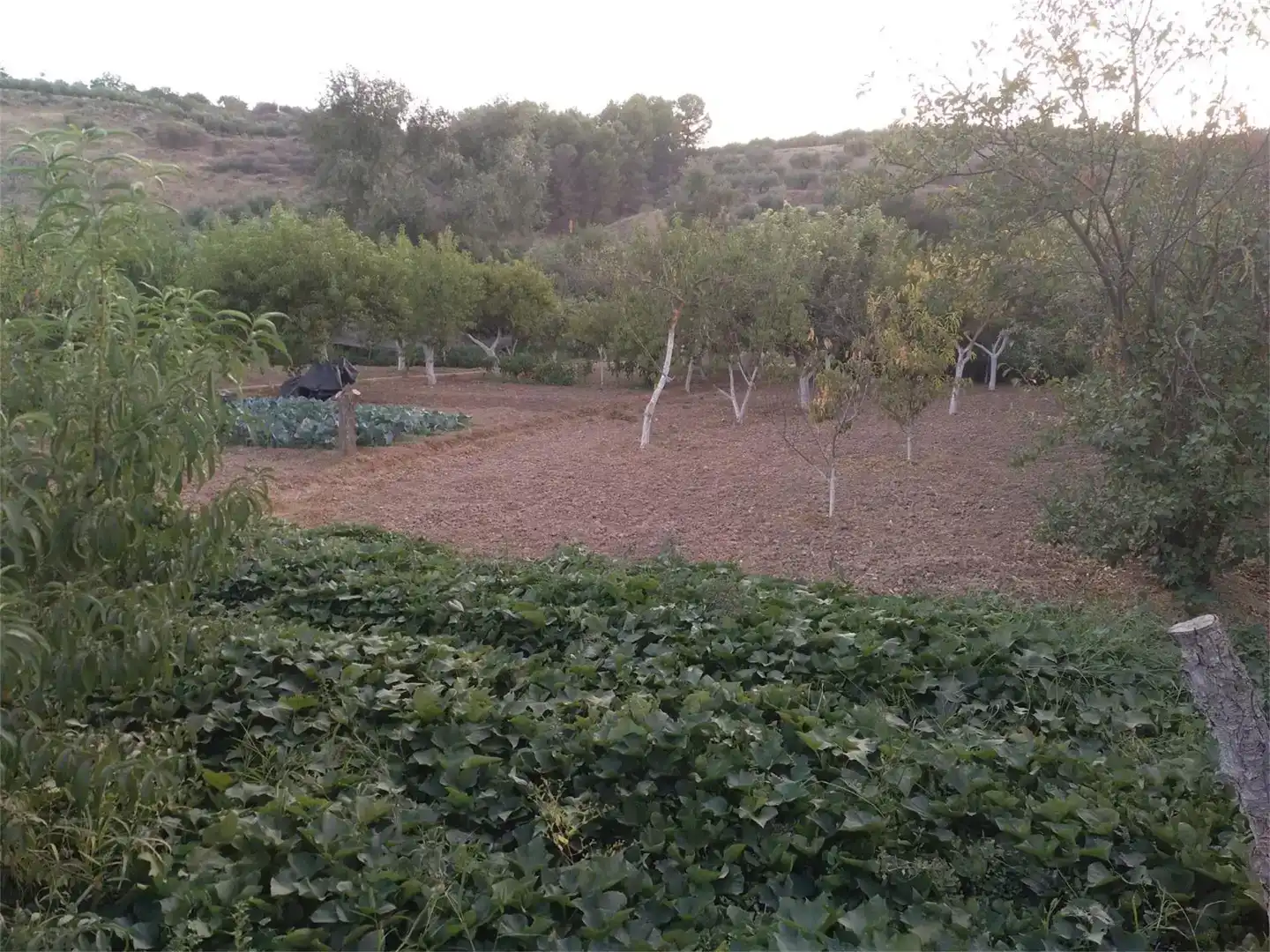 Terreno en venta en Alcaudete
