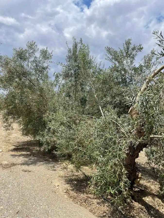 Terrenys i solars en venda a Huércal-Overa, imagen 6