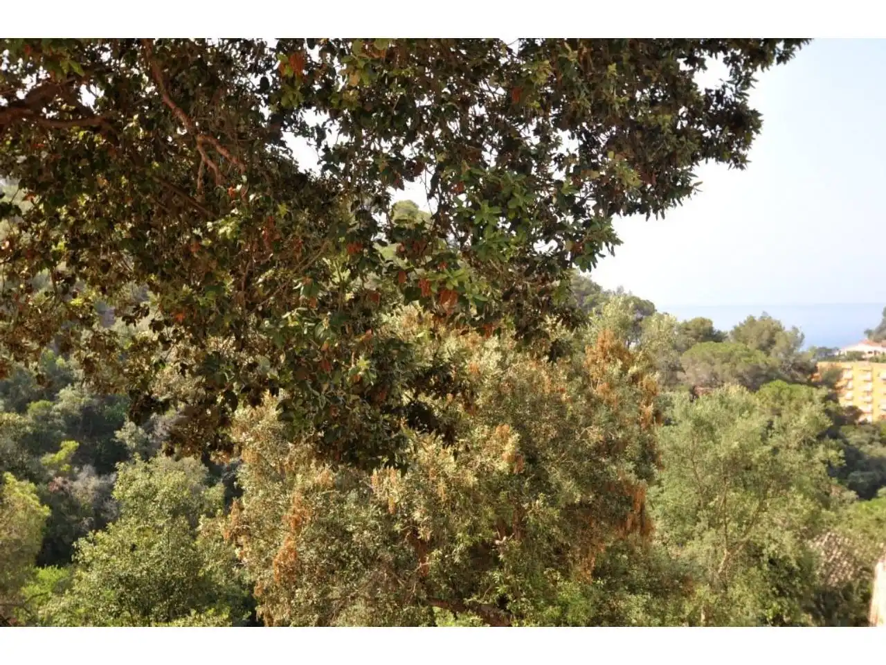 Garten von Residential zum Verkauf in Lloret de Mar