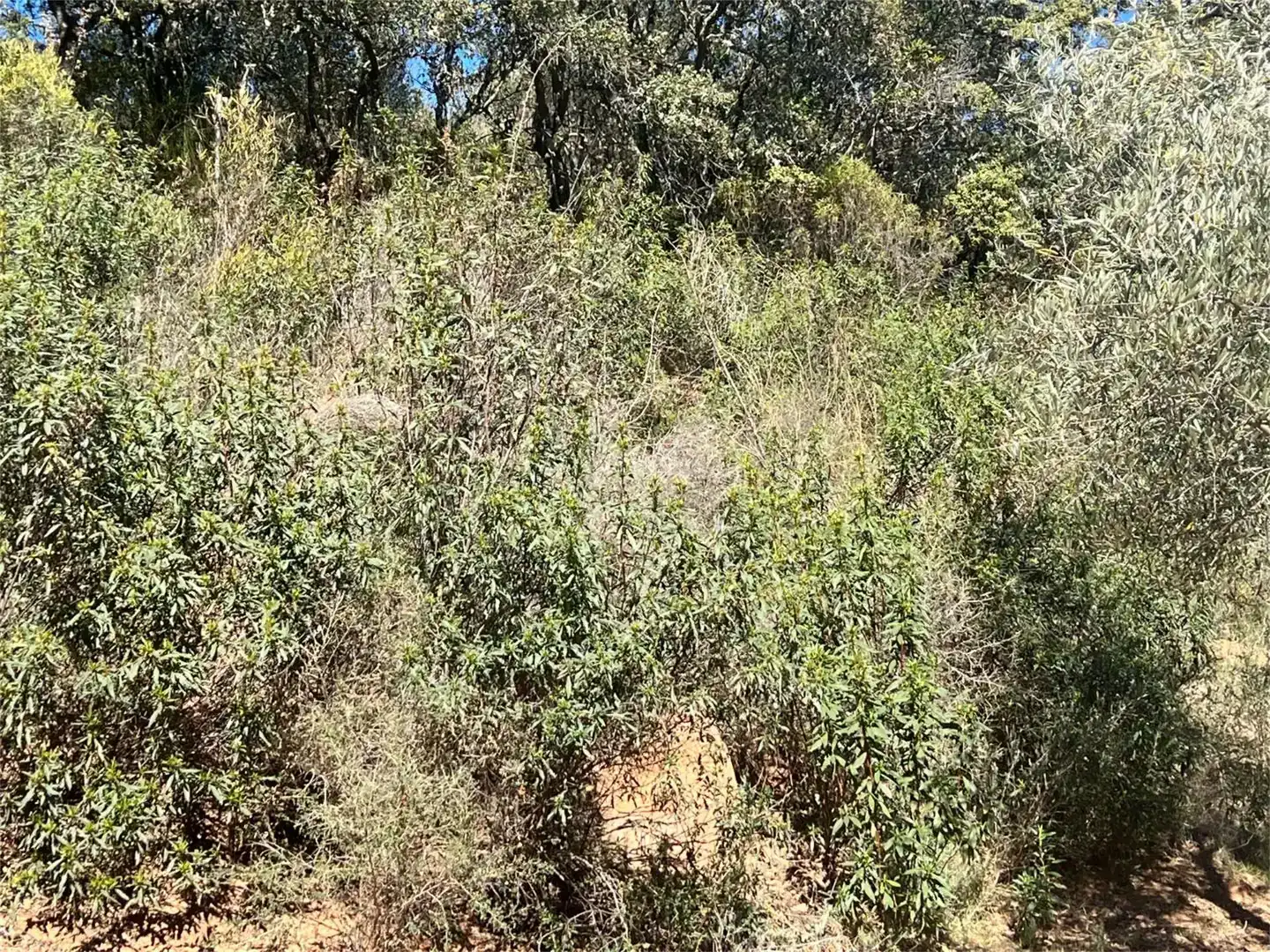 Finca rústica en venta en Castañar de Ibor con Piscina
