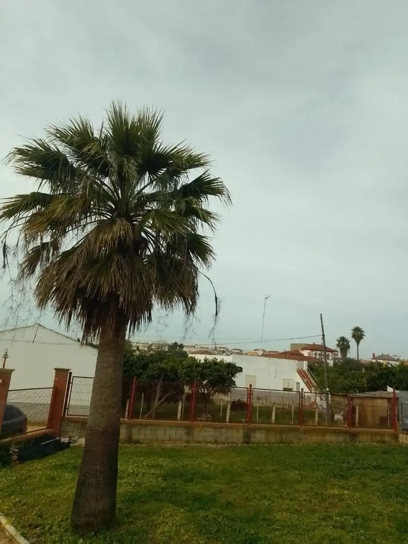Vista exterior de Casa o chalet en venta en Dos Hermanas con Jardín privado, Terraza y Balcón