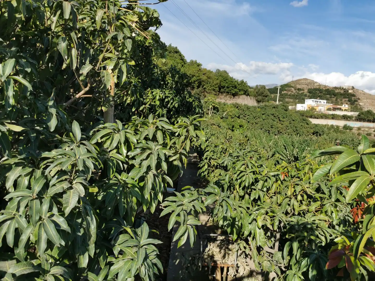 Casa rústica en venda a Motril  ciudad, imagen 2