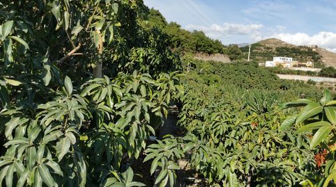 Foto 2 de Finca rústica en venda a Motril ciudad, Motril