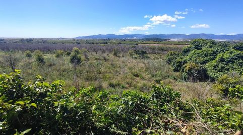 FINCA DE NARANJOS, imagen 3