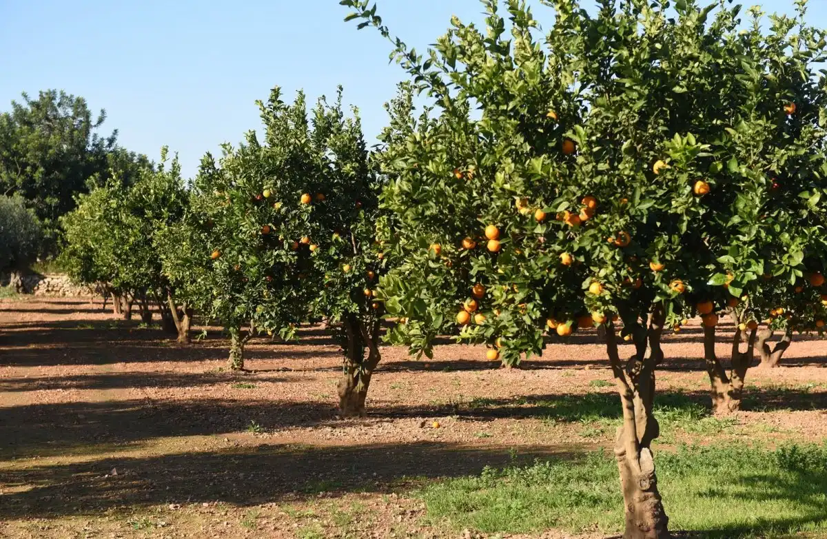 Jardí de Finca rústica en venda en Roda de Berà amb Aire condicionat, Calefacció i Jardí privat