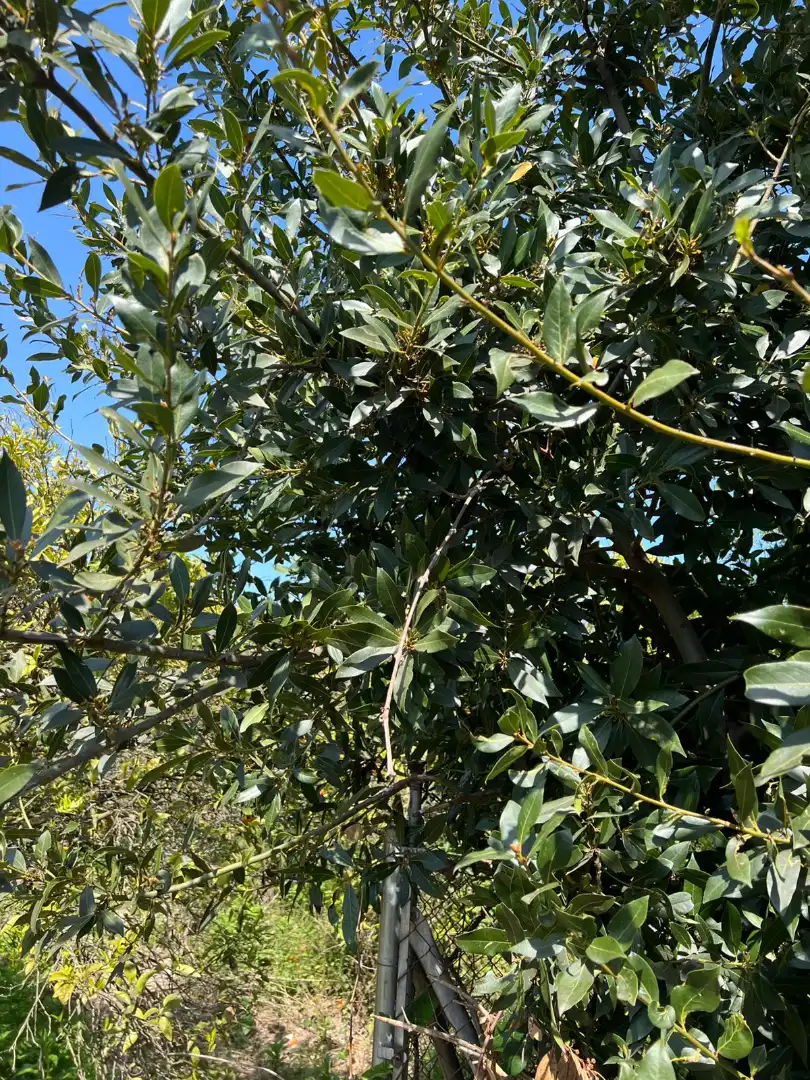 Finca rústica en venta en Urbanizaciones