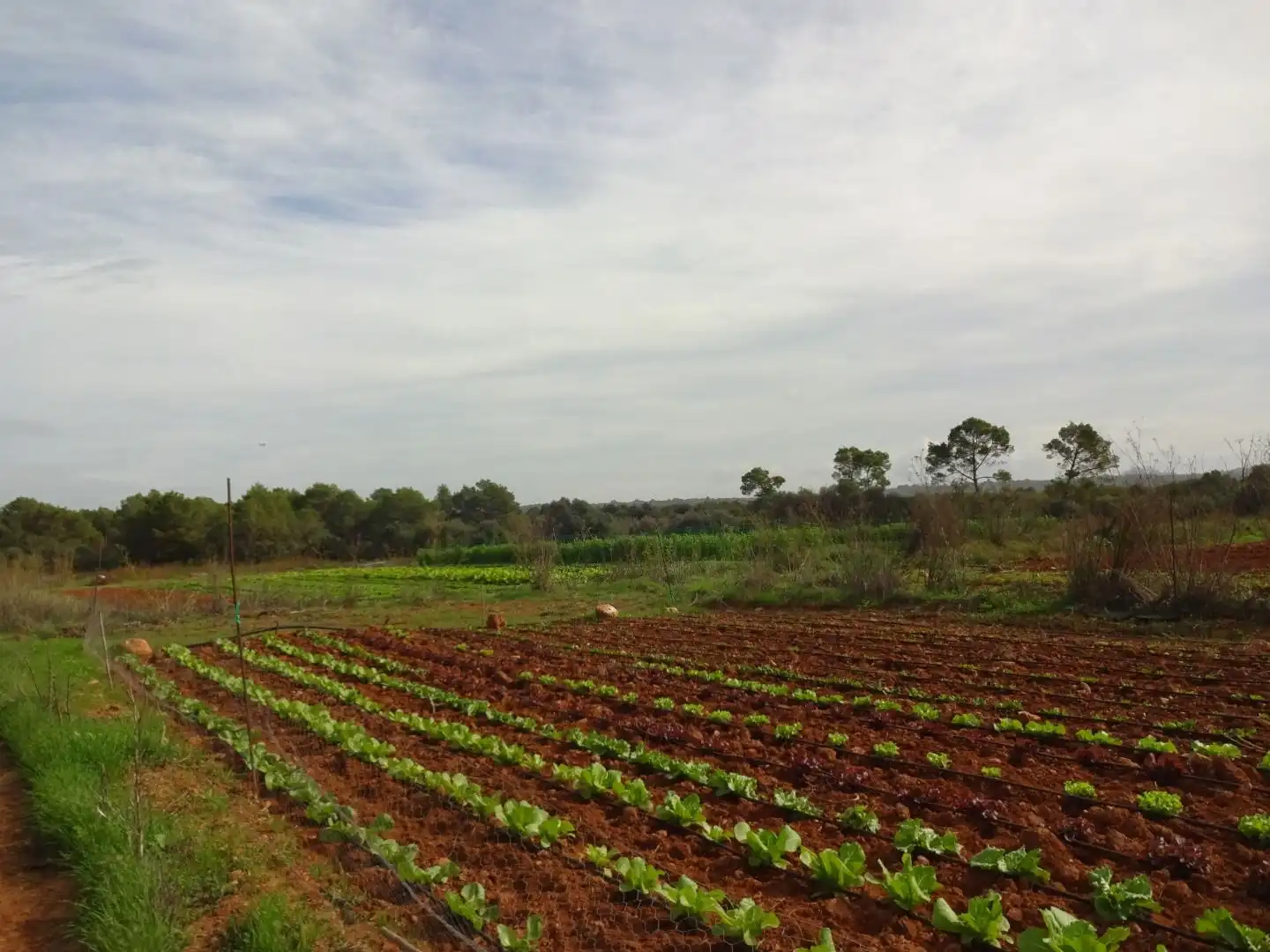 Finca rústica en venta en  Palma de Mallorca