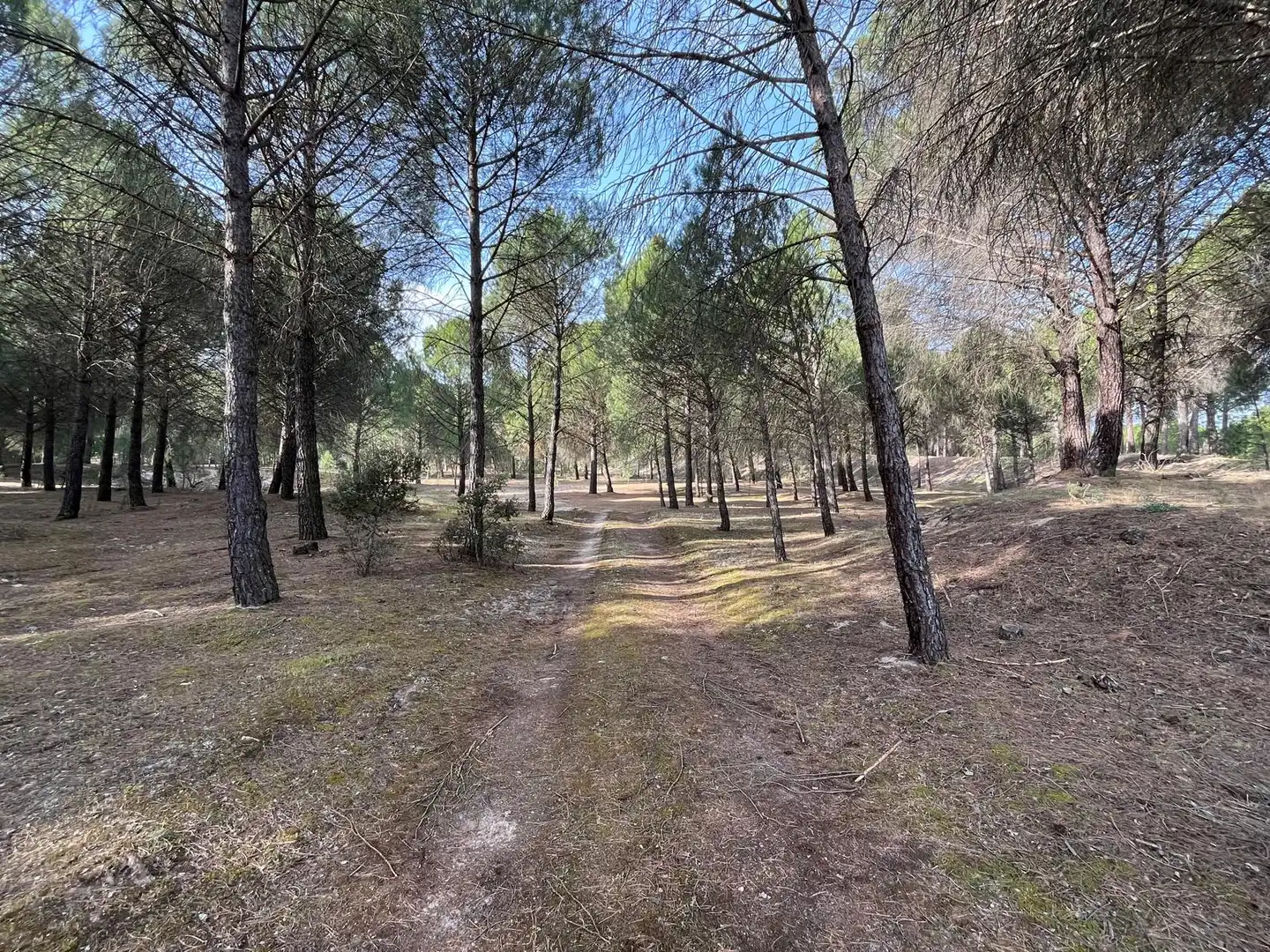 Terreno en venta en Tudela de Duero
