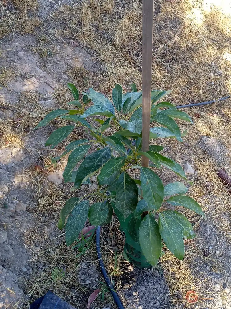 Terrenys i solars en venda a Los Guájares, imagen 9