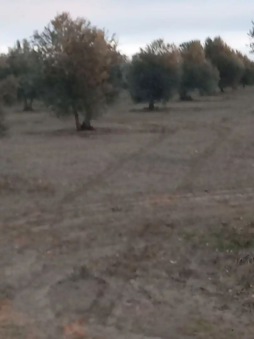 Terreno rústico en venta en Tomelloso, imagen 15