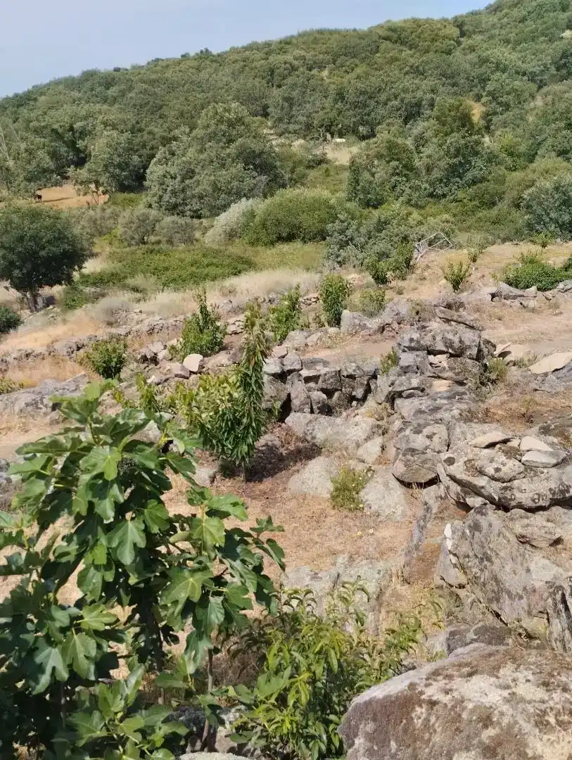 Finca rústica en venta en Pasarón de la Vera