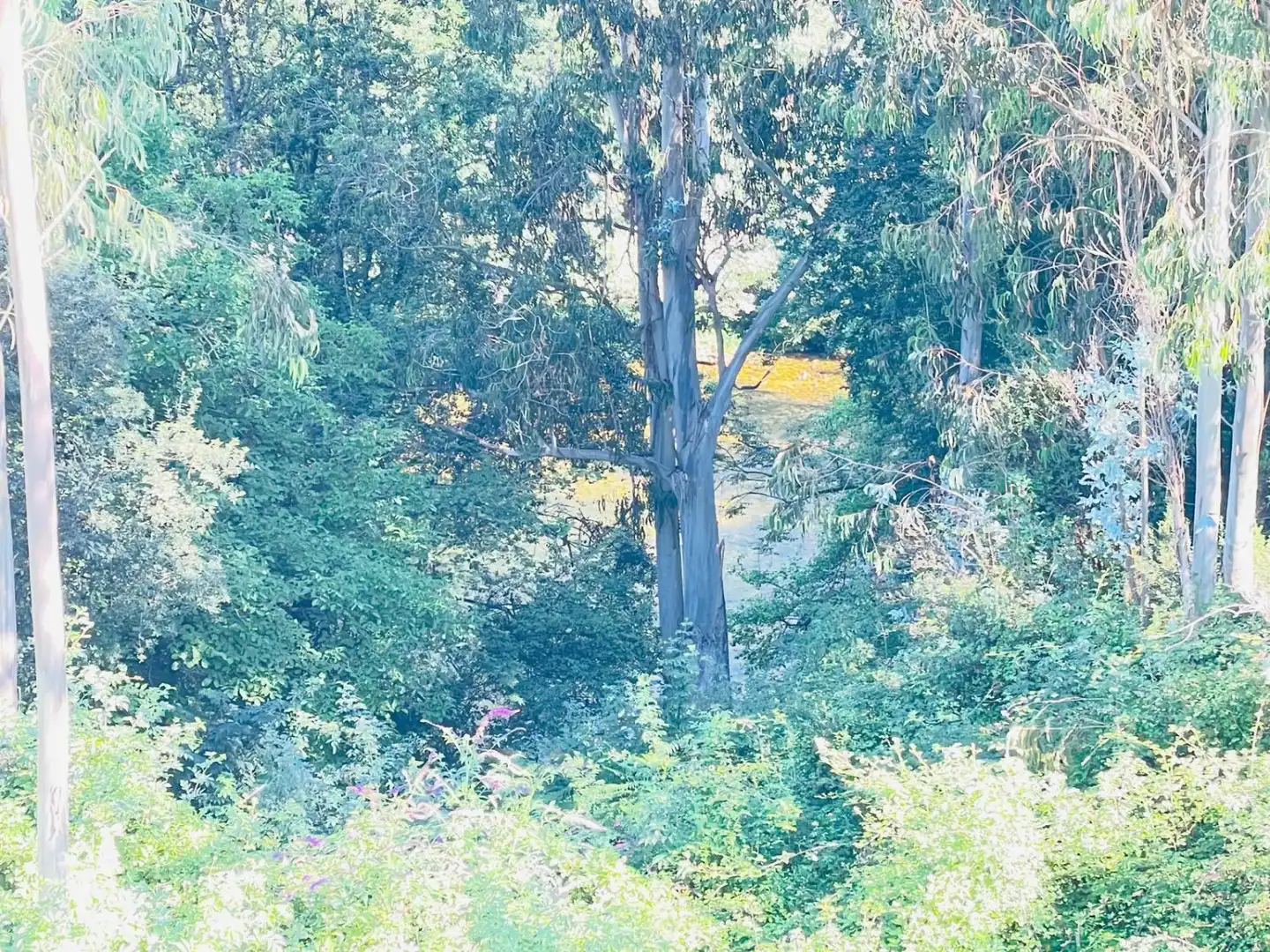 Garten von Haus oder Chalet zum Verkauf in Pravia