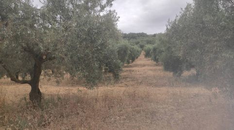 OLIVAR DE 5,5 FANEGAS, immagine 2