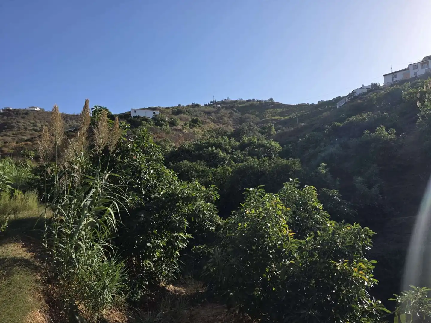 Vista exterior de Finca rústica en venta en Benamocarra con Terraza y Piscina