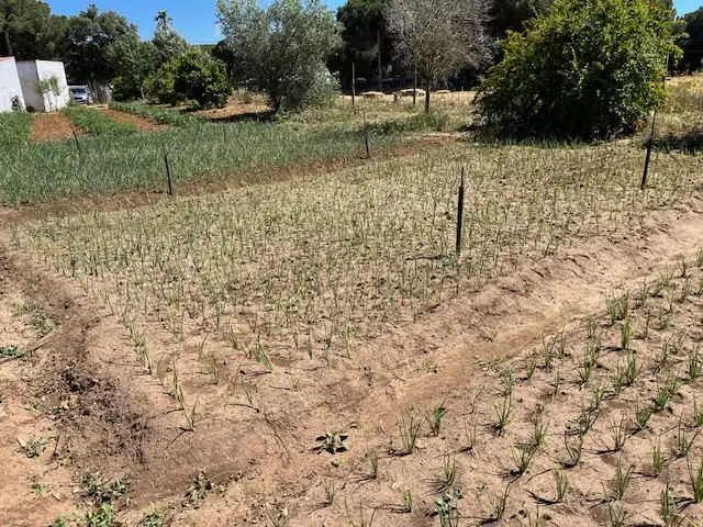 Finca rústica en venta en Vejer de la Frontera