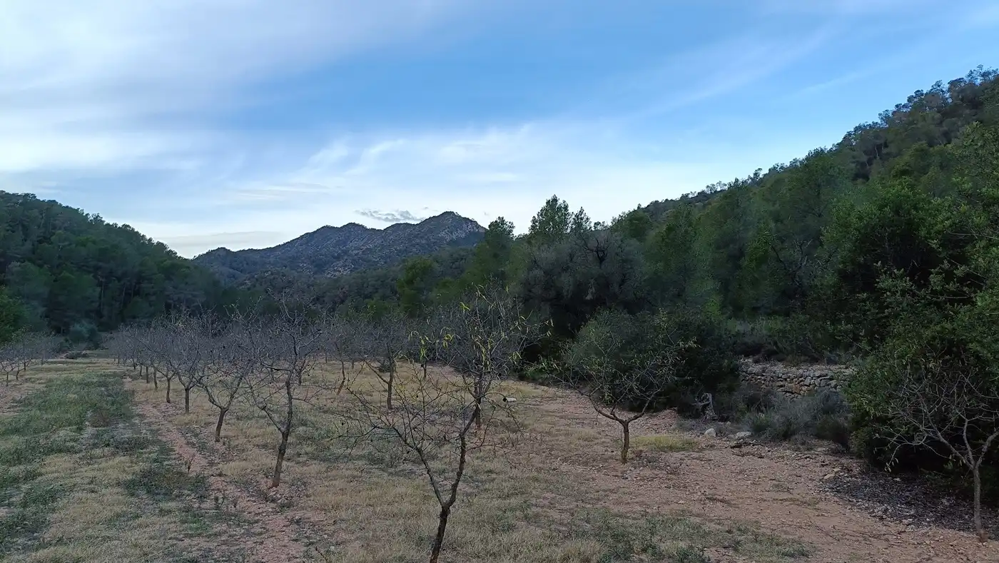 Terreny rústic en venda a Miravet, imagen 6