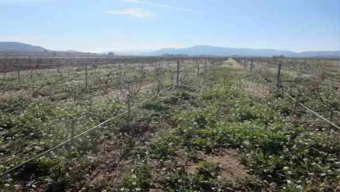 Rural land for sale in Pd Alciri, imagen 9