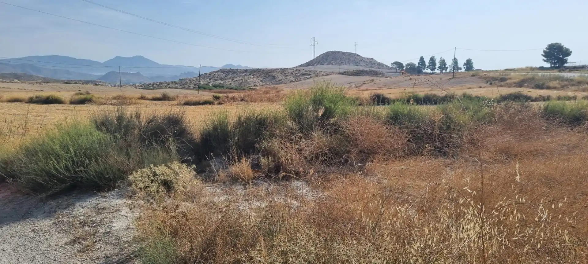 Lands and plots for sale in Mula, imagen 4
