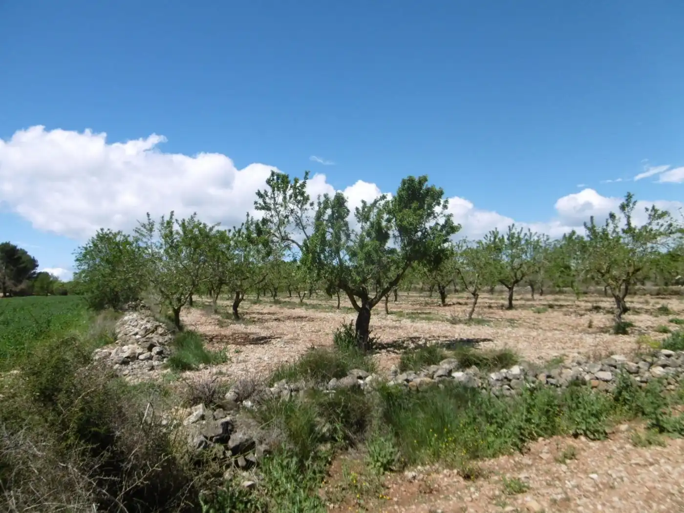 Terreno en venta en PARCELA, Benlloc