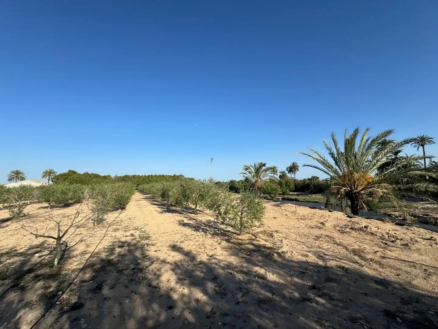 Villa à vendre à Partida Polígono 62 Parcela 80 DAIMES. ELCHE/ELX (ALICANT 62, imagen 36