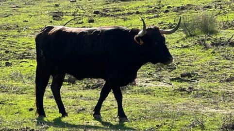 Foto 4 de Residencial en venda a Casco Antiguo, Cáceres