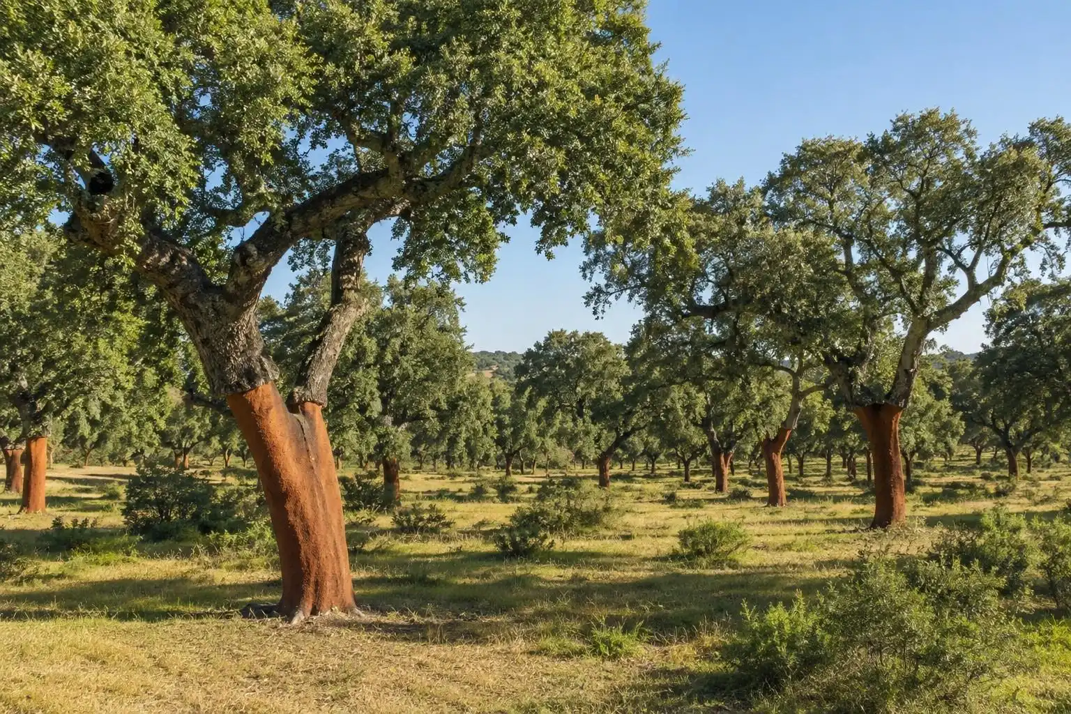 Jardí de Finca rústica en venda en Almadén