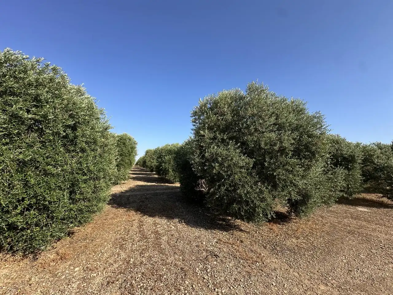 Terrenys i solars en venda a Fuente de Piedra, imagen 14
