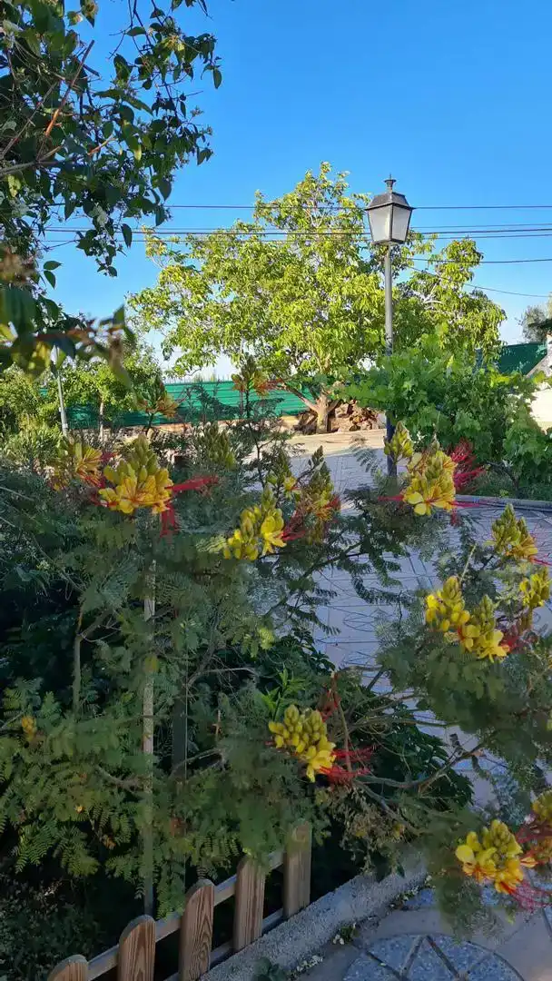 Jardín de Casa o chalet en venta en Baza con Jardín privado y Piscina
